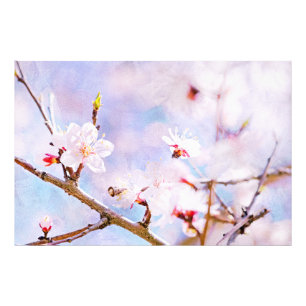 Japanese Cherry - Sakura In Bloom Photo Print