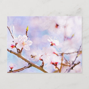 Japanese Cherry - Sakura In Bloom Postcard