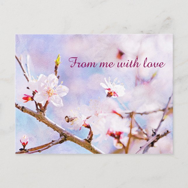 Japanese Cherry - Sakura In Bloom Postcard (Front)