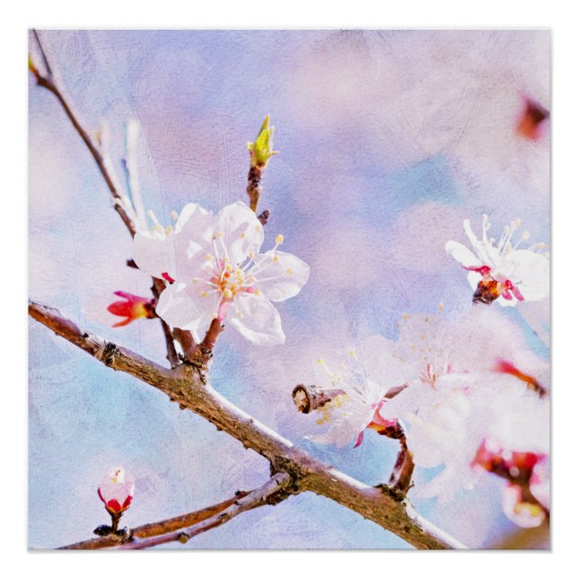 Japanese Cherry - Sakura In Bloom Poster (Front)