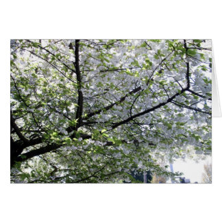 Japanese Cherry Tree Blank Card