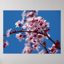 Japanese Cherry Tree Blossom