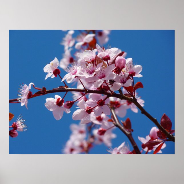 Japanese Cherry Tree Blossom Poster (Front)