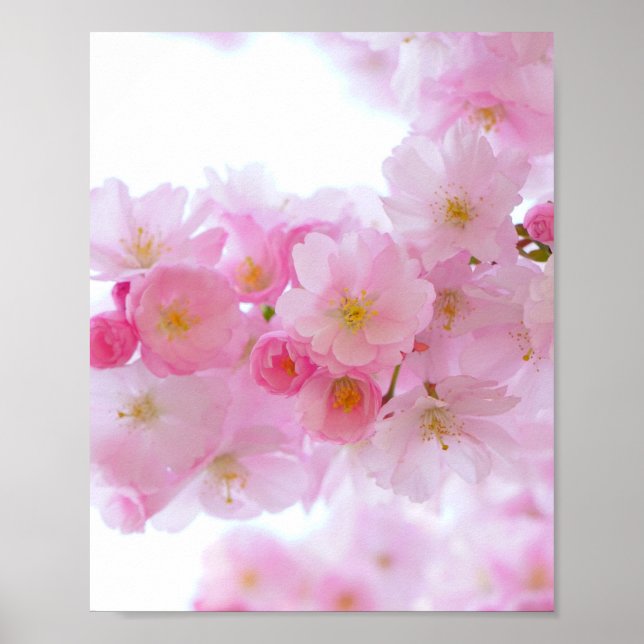 Japanese Cherry Tree Blossom Poster (Front)