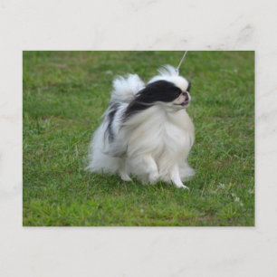 Japanese Chin Postcard