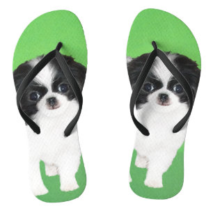 Japanese Chin Puppy Painting - Original Dog Art Jandals