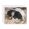 Japanese_chin puppy.png