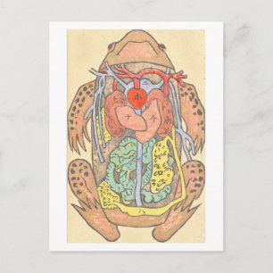 Japanese Frog Dissection Postcard