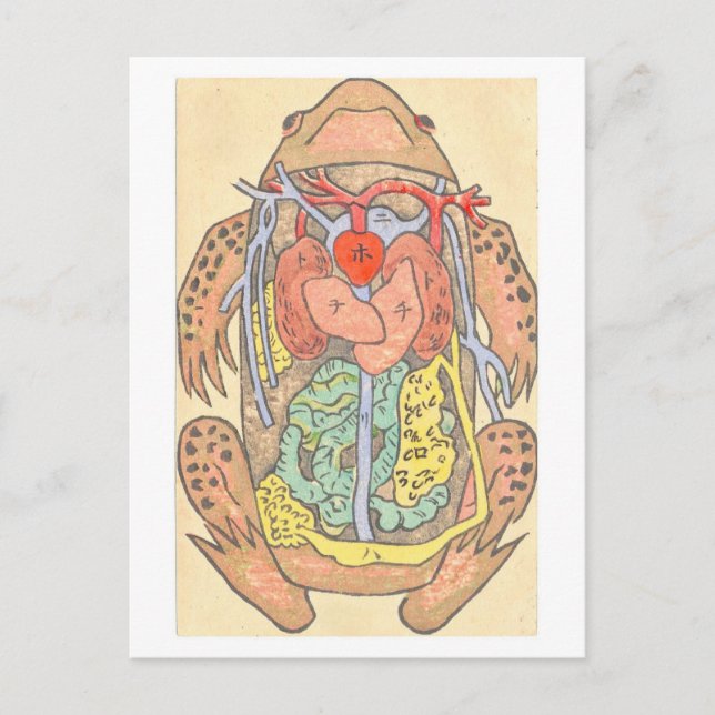 Japanese Frog Dissection Postcard (Front)