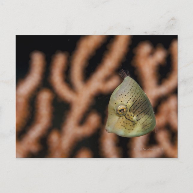 Japanese inflator filefish (Brachaluteres Postcard (Front)