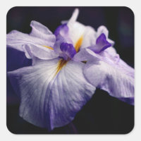 Japanese Iris Flower Beauty 