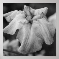 Japanese Iris Flower Close Up Black And White