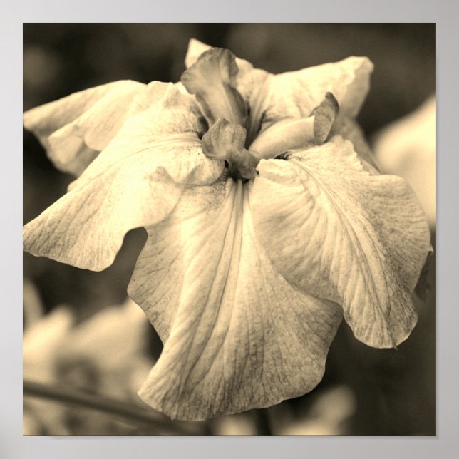 Japanese Iris Flower Close Up Sepia Tint Poster (Front)