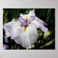 Japanese Iris Flower In Bloom