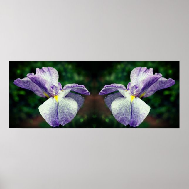Japanese Iris Flower Unfolding Mirror Abstract Poster (Front)
