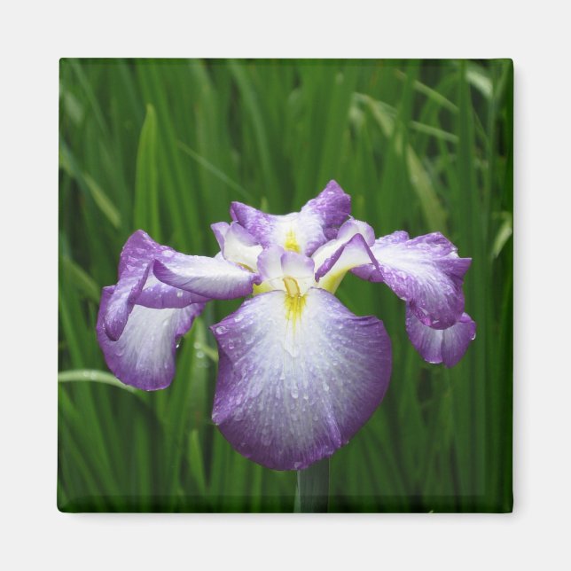 Japanese Iris: Japan Magnet (Front)