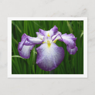 Japanese Iris Postcard