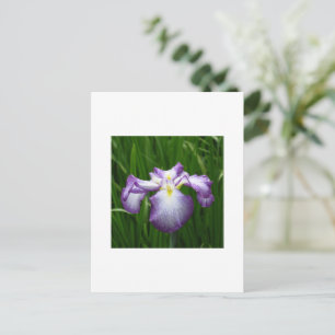 Japanese Iris Postcard