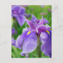 Japanese iris