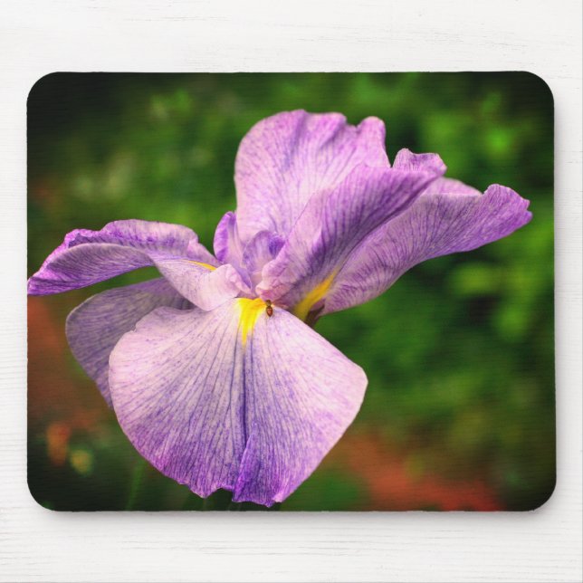 Japanese Iris Unfolding Flower  Mouse Pad (Front)