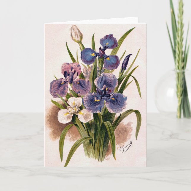 Japanese Irises - Iris Kaempferi - Greeting Card (Front)