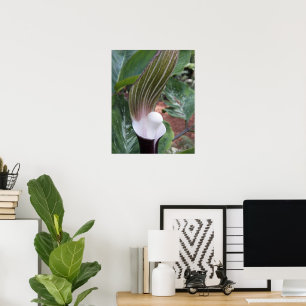 Japanese Jack-in-the-Pulpit Plant Floral Photo Poster