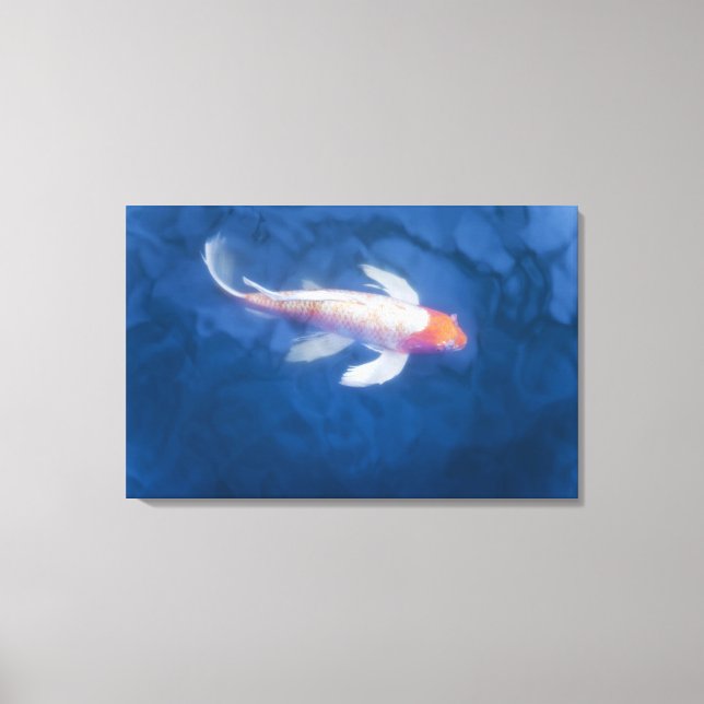 Japanese koi fish in pond, high angle view canvas print (Front)