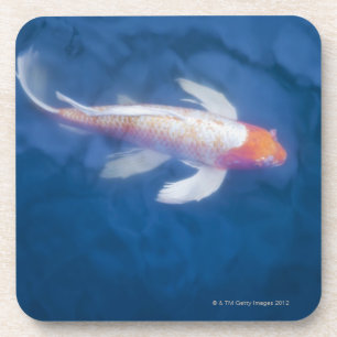 Japanese koi fish in pond, high angle view coaster
