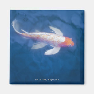 Japanese koi fish in pond, high angle view magnet