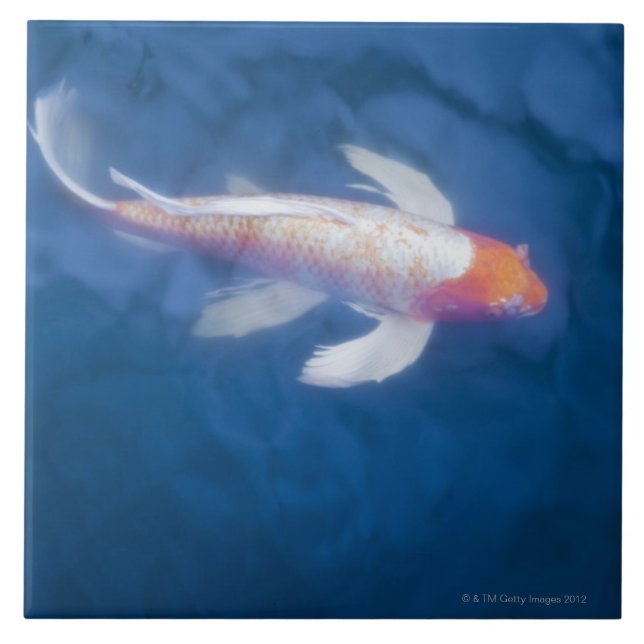 Japanese koi fish in pond, high angle view tile (Front)