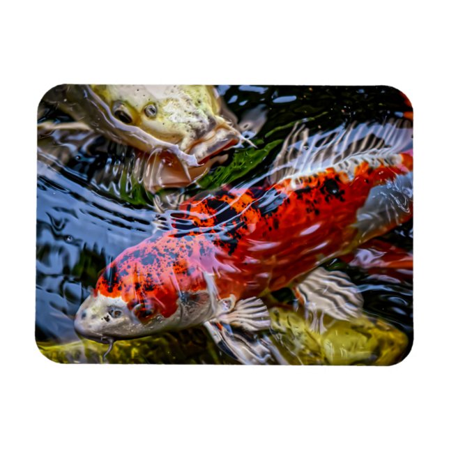 Japanese Koi Fish Pond Magnet (Horizontal)