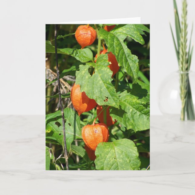 Japanese Lanterns Greeting Card (blank inside) (Front)