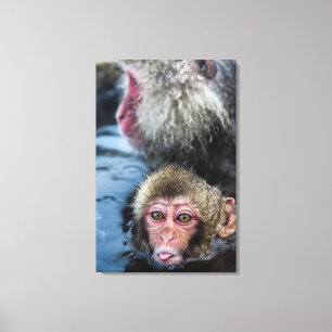 Japanese Macaque Baby Canvas Print