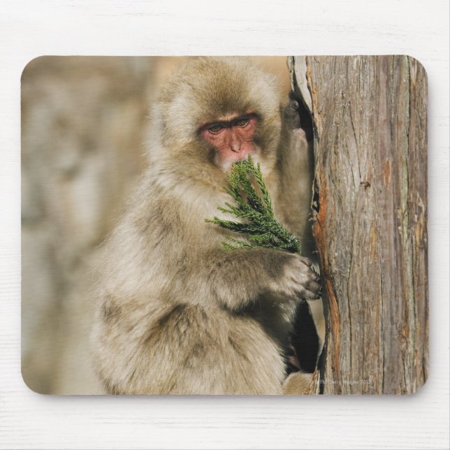 Japanese Macaque Climbing Tree, Eating Leaves Mouse Pad (Front)