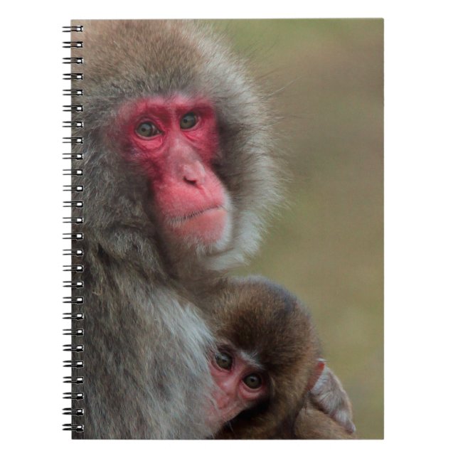Japanese Macaque Monkeys Notebook (Front)