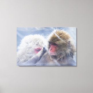 Japanese Macaques (Macaca fuscata) Grooming in Canvas Print