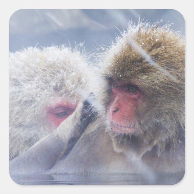 Japanese Macaques (Macaca fuscata) Grooming in Square Sticker (Front)