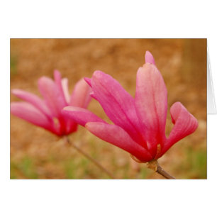 Japanese Magnolia