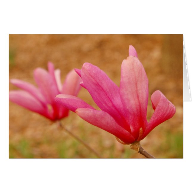 Japanese Magnolia (Front Horizontal)