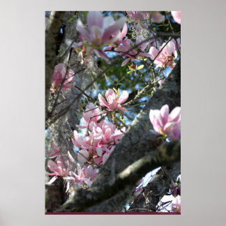 Japanese Magnolia Poster -24x36 -other sizes also