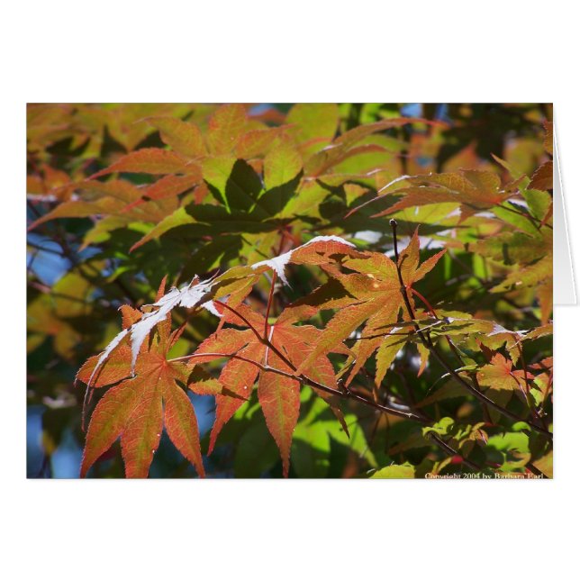 Japanese Maple (Front Horizontal)