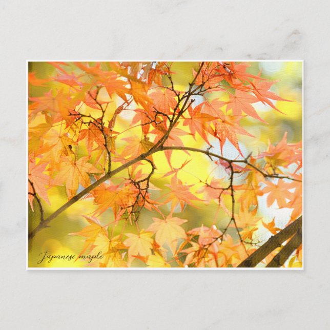 Japanese Maple: Autumn Leaves Postcard (Front)
