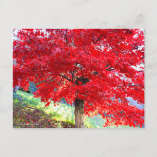 Japanese Maple: Autumn Leaves [Postcard] Postcard