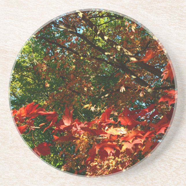Japanese Maple, Autumn tree leaves Coaster (Front)