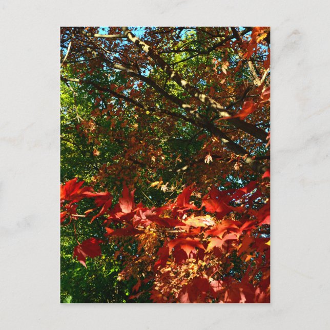Japanese Maple, Autumn tree leaves Postcard (Front)