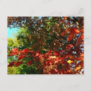Japanese Maple, Autumn tree leaves Postcard