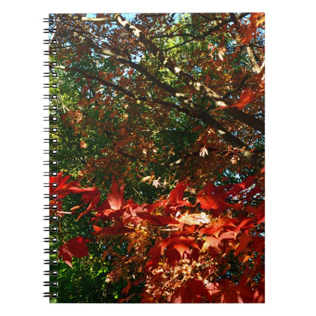 Japanese Maple, Autumn tree leaves Spiral Notebook (Front)
