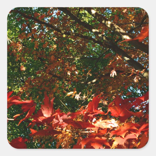 Japanese Maple, Autumn tree leaves Square Sticker (Front)