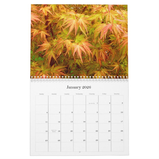 Japanese Maple Calendar (Jan 2026)