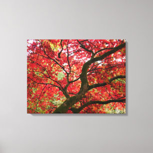 Japanese Maple Canvas Print